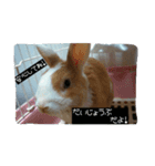 rabbitSORA（個別スタンプ：12）