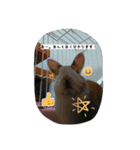 rabbitSORA（個別スタンプ：13）