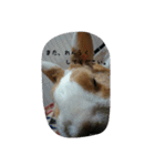 rabbitSORA（個別スタンプ：14）