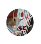 rabbitSORA（個別スタンプ：15）