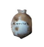 rabbitSORA（個別スタンプ：16）