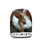 rabbitSORA（個別スタンプ：17）