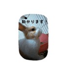 rabbitSORA（個別スタンプ：19）