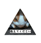 rabbitSORA（個別スタンプ：20）