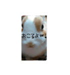 rabbitSORA（個別スタンプ：21）