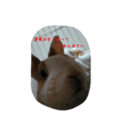 rabbitSORA（個別スタンプ：24）