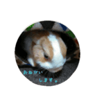rabbitSORA（個別スタンプ：26）