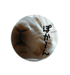rabbitSORA（個別スタンプ：29）