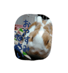 rabbitSORA（個別スタンプ：32）