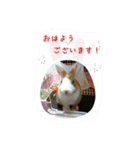 rabbitSORA（個別スタンプ：34）