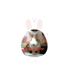rabbitSORA（個別スタンプ：35）