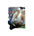 rabbitSORA（個別スタンプ：36）