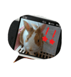 rabbitSORA（個別スタンプ：37）