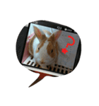 rabbitSORA（個別スタンプ：38）