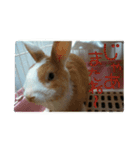 rabbitSORA（個別スタンプ：39）