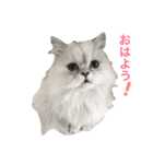 レディとバディ（個別スタンプ：3）