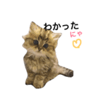 レディとバディ（個別スタンプ：10）