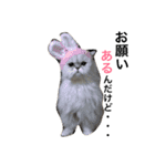 レディとバディ（個別スタンプ：11）