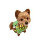 pomapoo dog 2（個別スタンプ：3）