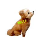 pomapoo dog 2（個別スタンプ：4）