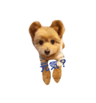 pomapoo dog 2（個別スタンプ：6）