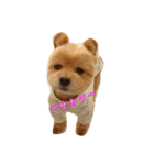 pomapoo dog 2（個別スタンプ：7）