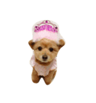 pomapoo dog 2（個別スタンプ：8）