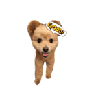 pomapoo dog 2（個別スタンプ：10）