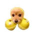 pomapoo dog 2（個別スタンプ：11）