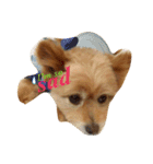pomapoo dog 2（個別スタンプ：12）