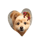 pomapoo dog 2（個別スタンプ：13）