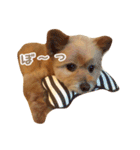 pomapoo dog 2（個別スタンプ：14）