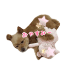 pomapoo dog 2（個別スタンプ：15）