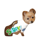 pomapoo dog 2（個別スタンプ：16）