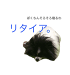ぼくちんはシャネル（個別スタンプ：2）