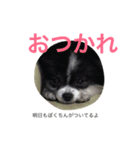 ぼくちんはシャネル（個別スタンプ：6）