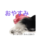 ぼくちんはシャネル（個別スタンプ：7）