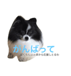 ぼくちんはシャネル（個別スタンプ：8）