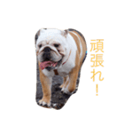 tank bll（個別スタンプ：6）