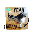 MINI DACHSHUND（個別スタンプ：1）