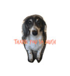 MINI DACHSHUND（個別スタンプ：3）
