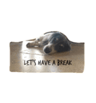 MINI DACHSHUND（個別スタンプ：4）
