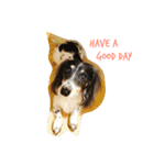 MINI DACHSHUND（個別スタンプ：5）