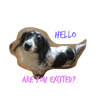 MINI DACHSHUND（個別スタンプ：6）