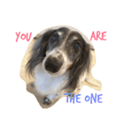 MINI DACHSHUND（個別スタンプ：7）