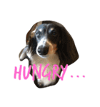 MINI DACHSHUND（個別スタンプ：8）