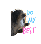 MINI DACHSHUND（個別スタンプ：9）