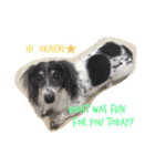 MINI DACHSHUND（個別スタンプ：10）
