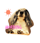 MINI DACHSHUND（個別スタンプ：11）