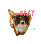 MINI DACHSHUND（個別スタンプ：13）